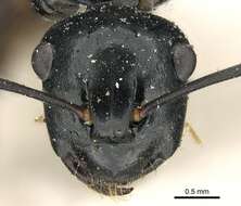Image of Polyrhachis fuscipes Mayr 1862