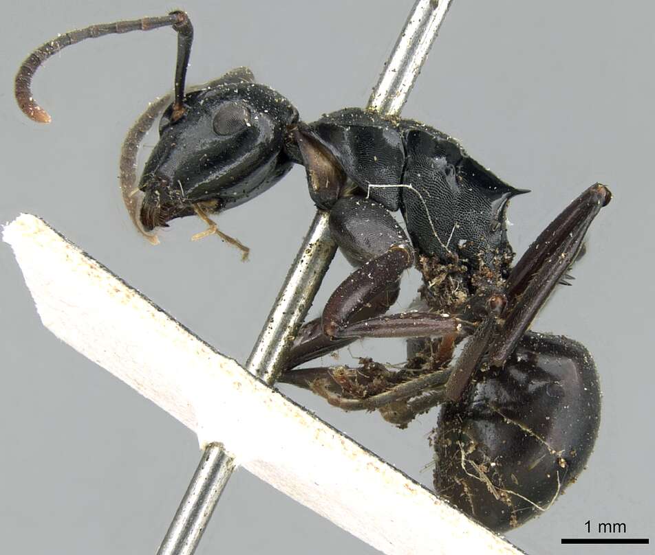 Image of Polyrhachis fuscipes Mayr 1862