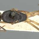 Plancia ëd Polyrhachis pyrrhus Forel 1910