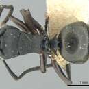 Image of Polyrhachis leae Forel 1913