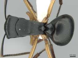 Image de Polyrhachis schwiedlandi Forel 1902