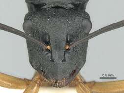 Image de Polyrhachis schwiedlandi Forel 1902