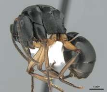 Image de Polyrhachis schwiedlandi Forel 1902