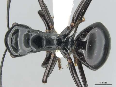 Plancia ëd Polyrhachis semipolita Andre 1896