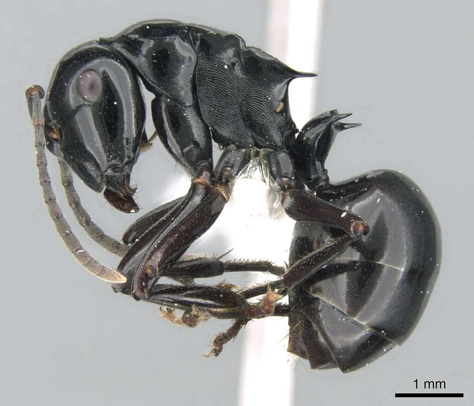 Image of Polyrhachis semipolita Andre 1896