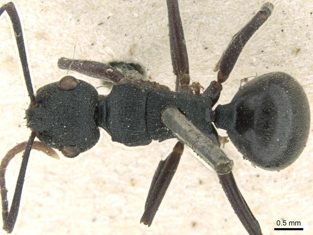 Image de Polyrhachis flavicornis Smith 1857