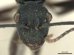 Image de Polyrhachis flavicornis Smith 1857