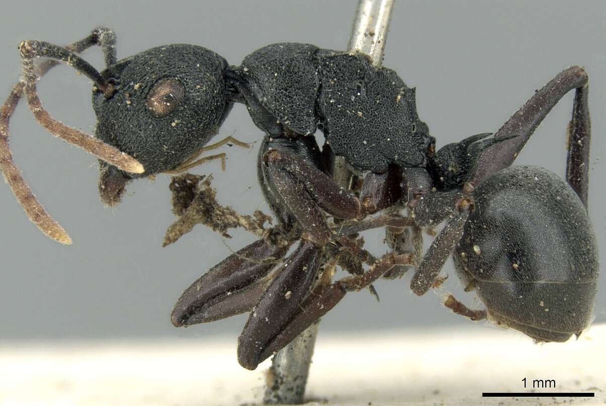 Image de Polyrhachis flavicornis Smith 1857