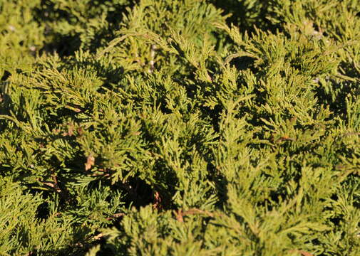 Image of Savin Juniper