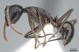 Image of Polyrhachis lombokensis Emery 1898