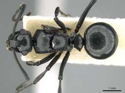 Image of Polyrhachis scissa (Roger 1862)