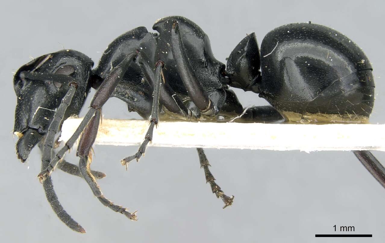 Image of Polyrhachis scissa (Roger 1862)