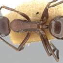 صورة Polyrhachis dahlii Forel 1901