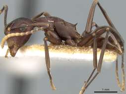 صورة Polyrhachis dahlii Forel 1901