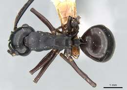 Image de Polyrhachis atossa Forel 1913