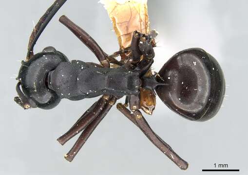 Image of Polyrhachis atossa Forel 1913