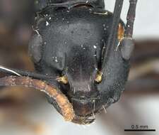 Image de Polyrhachis atossa Forel 1913