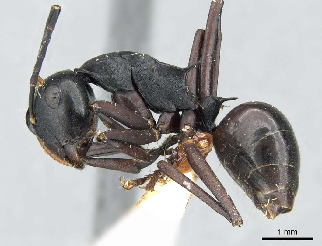 Image de Polyrhachis atossa Forel 1913