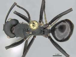 Image de Polyrhachis frauenfeldi Mayr 1862