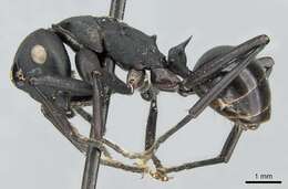 Image de Polyrhachis frauenfeldi Mayr 1862