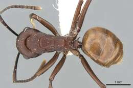 Image of Polyrhachis javanica