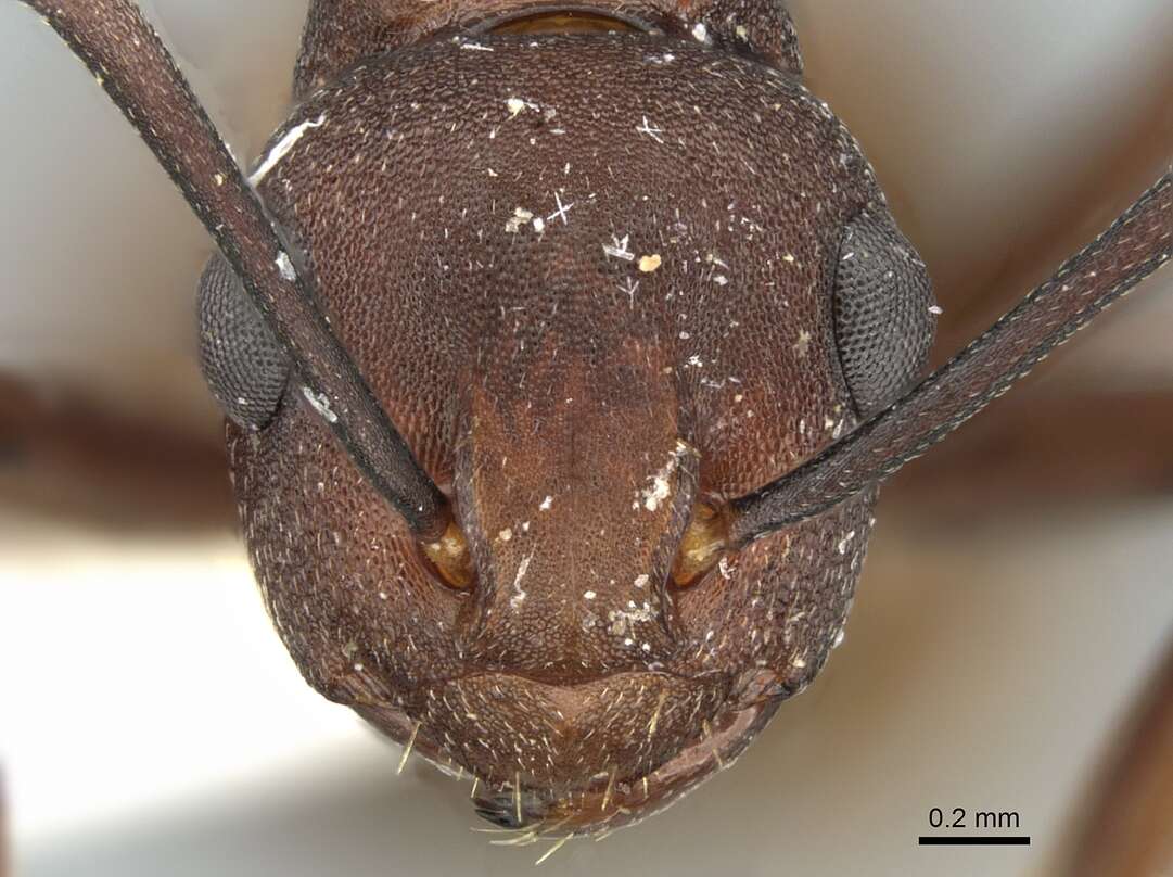 Image of Polyrhachis javanica