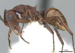 Image of Polyrhachis javanica