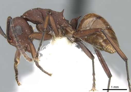 Image of Polyrhachis javanica