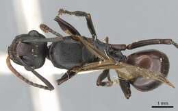 Image of Polyrhachis triaena Wheeler 1919