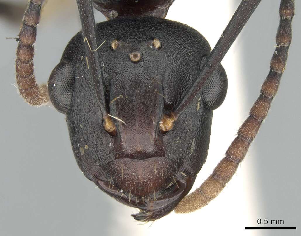 Image of Polyrhachis triaena Wheeler 1919