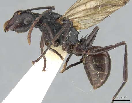 Image of Polyrhachis triaena Wheeler 1919