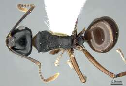 Image of Polyrhachis aequalis