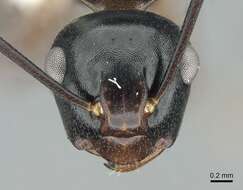 Image of Polyrhachis aequalis