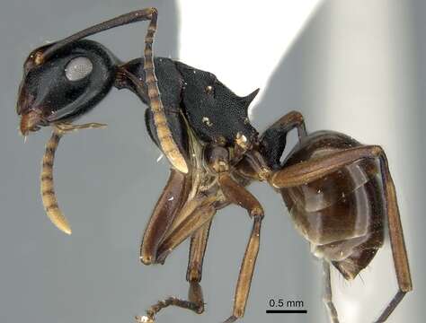 Image of Polyrhachis aequalis