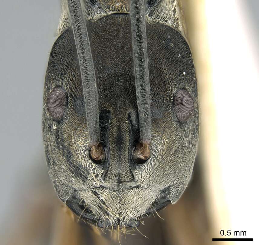 Image of Polyrhachis metella Smith 1860