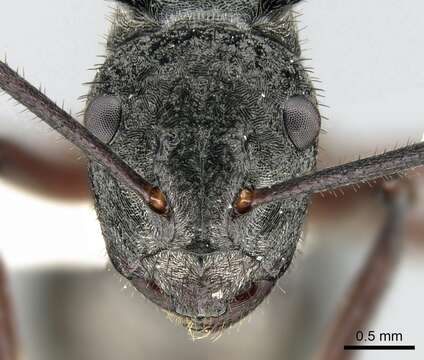 Image of Polyrhachis paxilla Smith 1863
