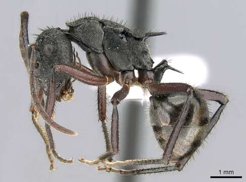 Image of Polyrhachis paxilla Smith 1863