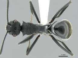 Image of Polyrhachis sokolova Forel 1902