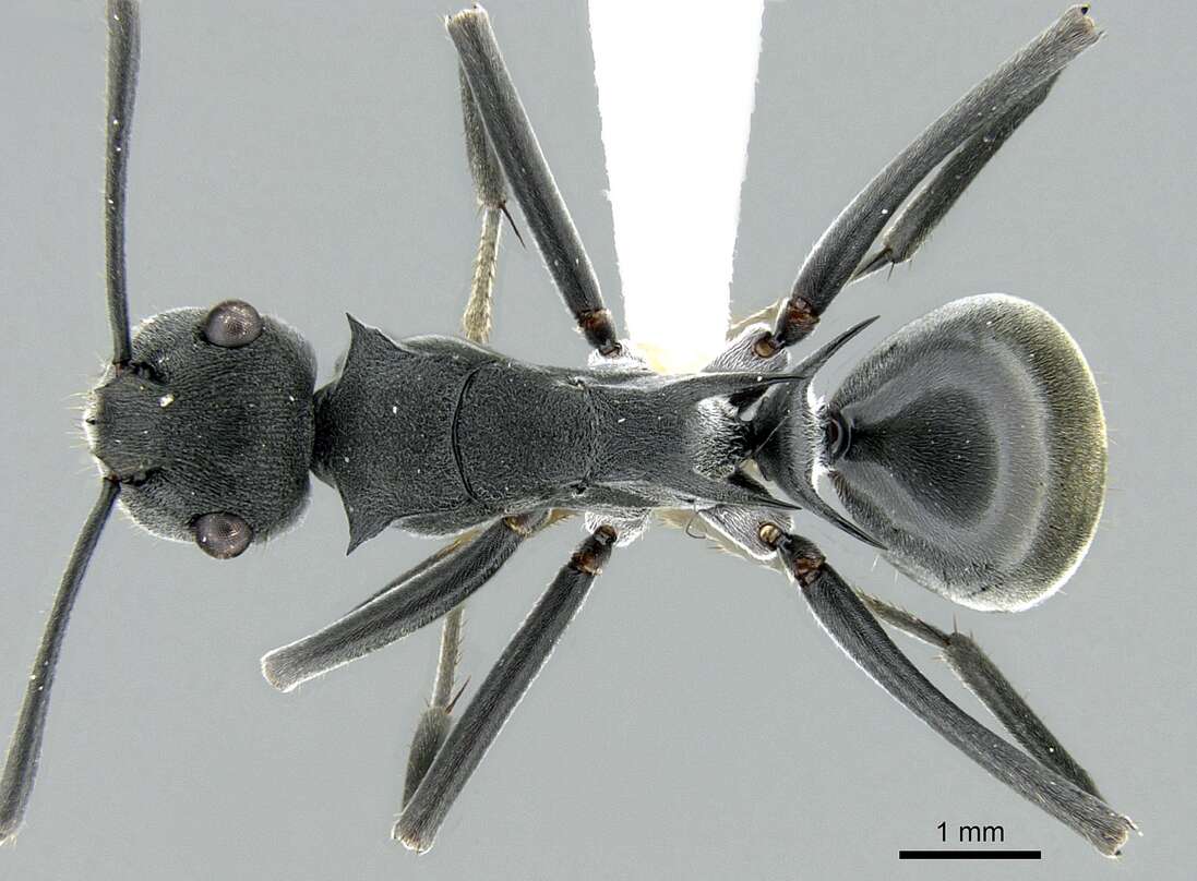 Image of Polyrhachis sokolova Forel 1902