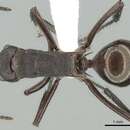 Image de Polyrhachis lachesis Forel 1897