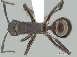 Image of Polyrhachis lachesis Forel 1897