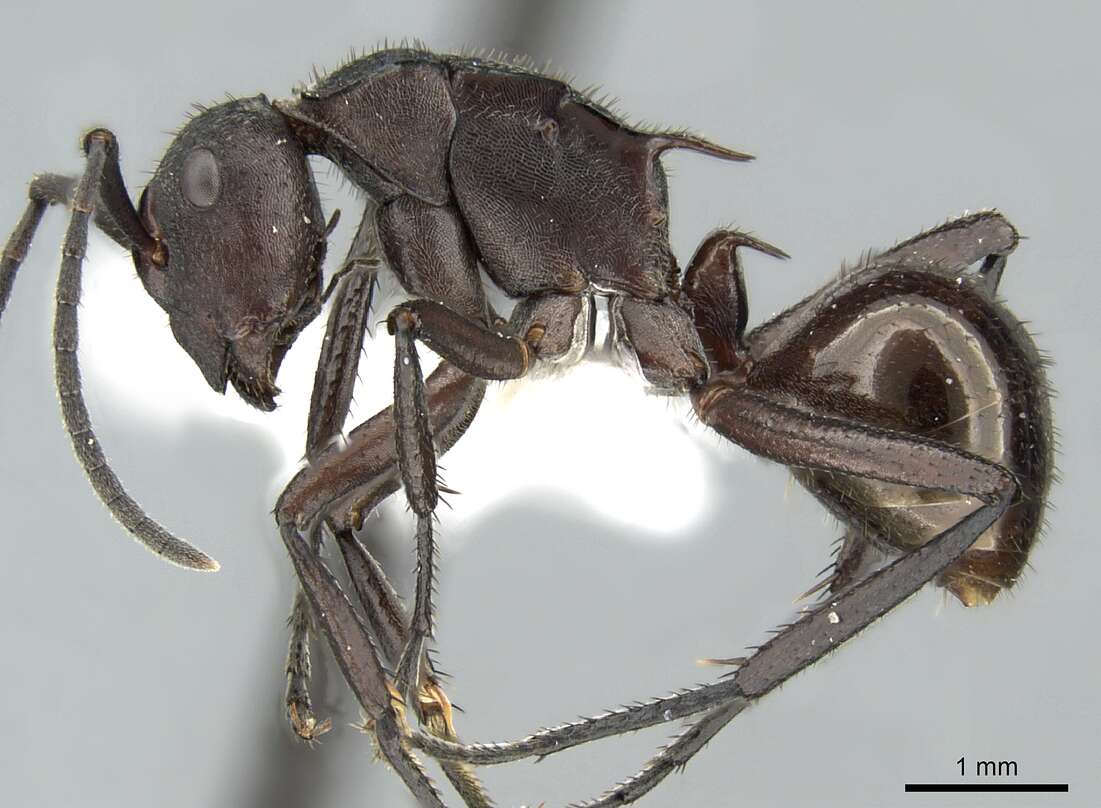 Image of Polyrhachis lachesis Forel 1897