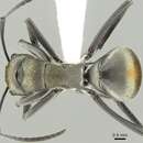 Image of Polyrhachis trapezoidea Mayr 1876