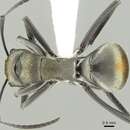 Plancia ëd Polyrhachis trapezoidea Mayr 1876