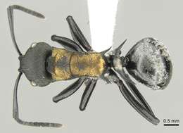 Image of Polyrhachis ornata Mayr 1876