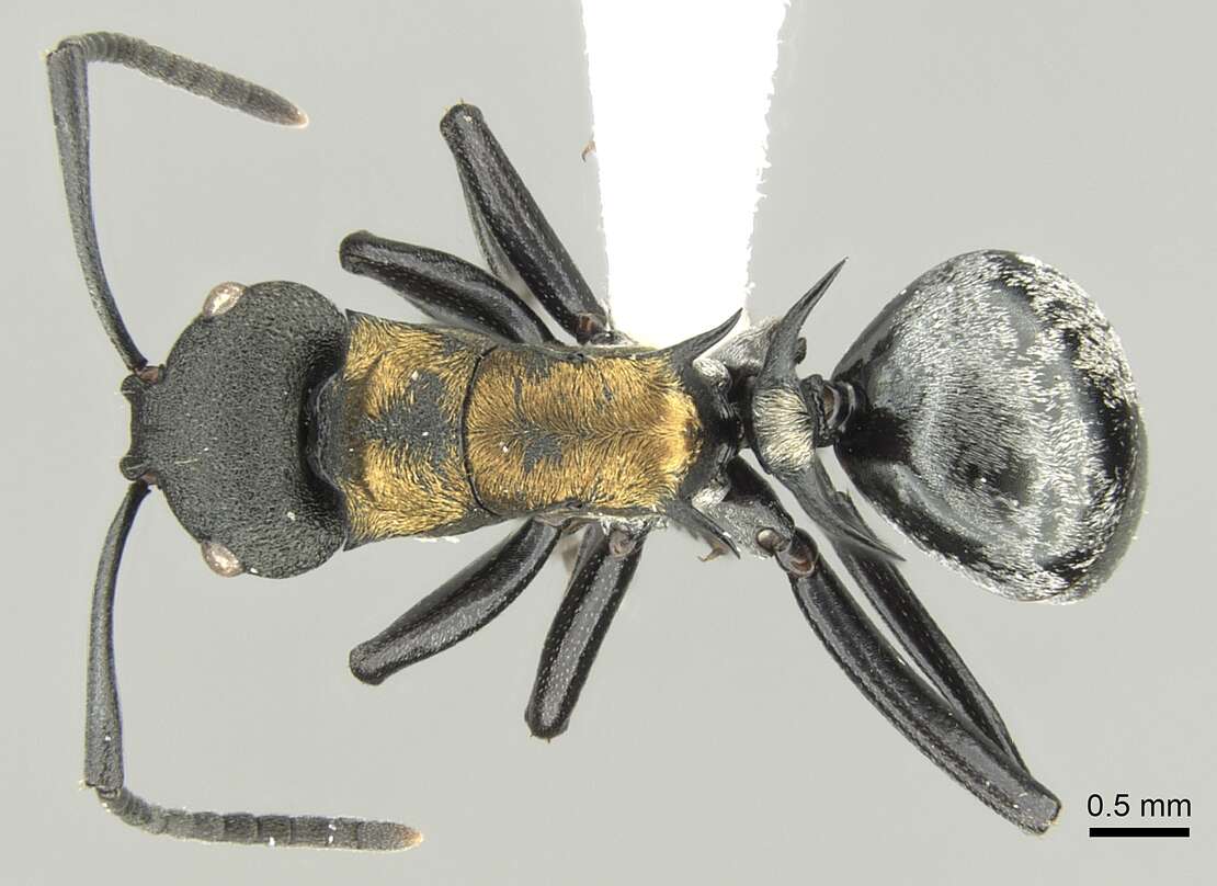 Image of Polyrhachis ornata Mayr 1876