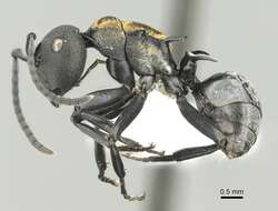 صورة Polyrhachis ornata Mayr 1876