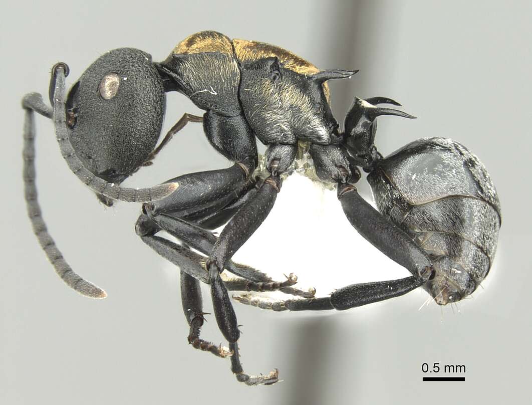 Image of Polyrhachis ornata Mayr 1876