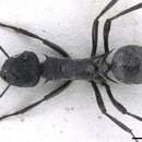 Image of Polyrhachis clotho Forel 1902