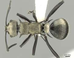 Image de Polyrhachis cupreata Emery 1895